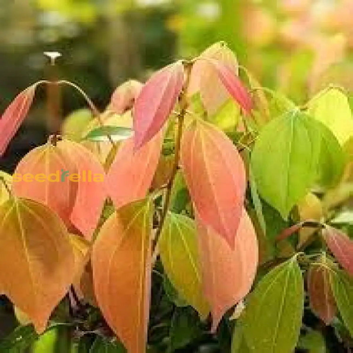 Cinnamon Seed Planting Pack