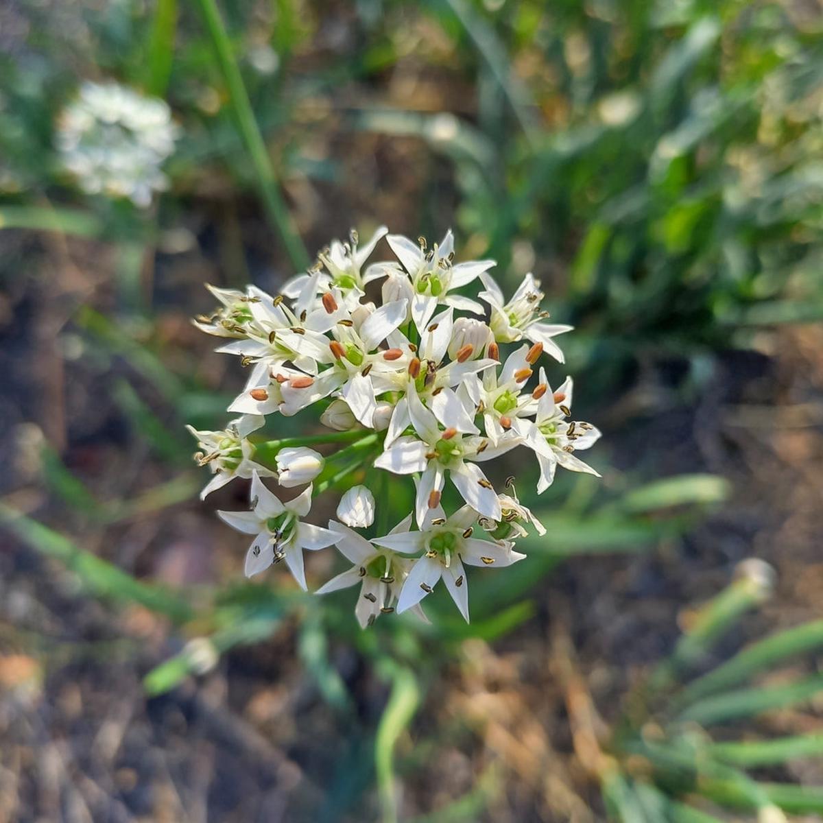 Allium Ramosum Herb Seeds for Planting  Heirloom, Non-GMO, Easy to Grow, Pollinator-Friendly