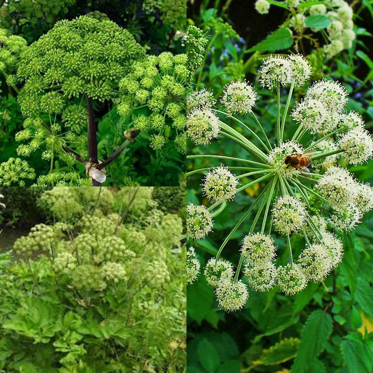 Angelica Archangelica Herb Seeds for Planting  Heirloom, Non-GMO, Medicinal, Perennial