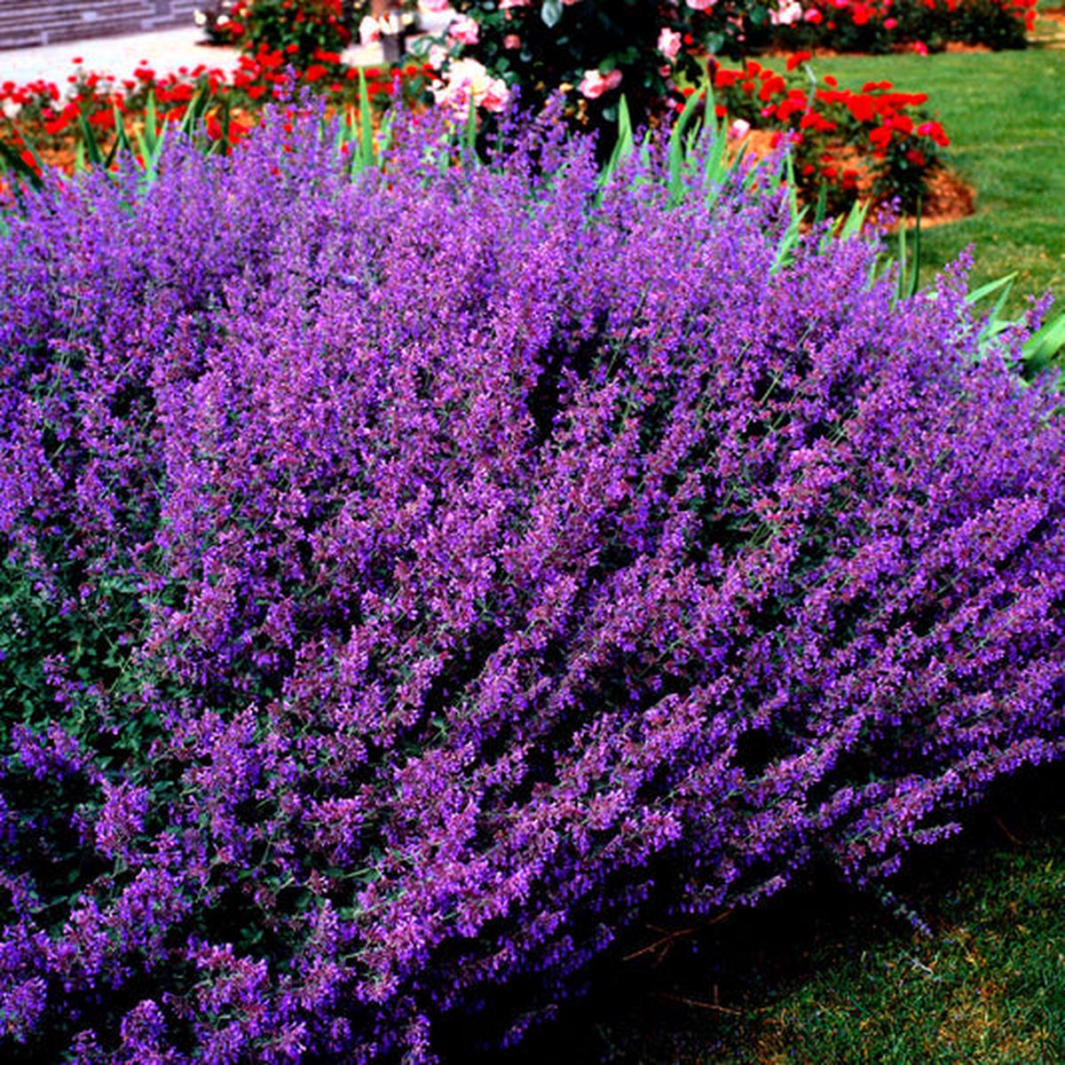 Blue Catmint (Nepeta mussinii) Herb Flower Seeds