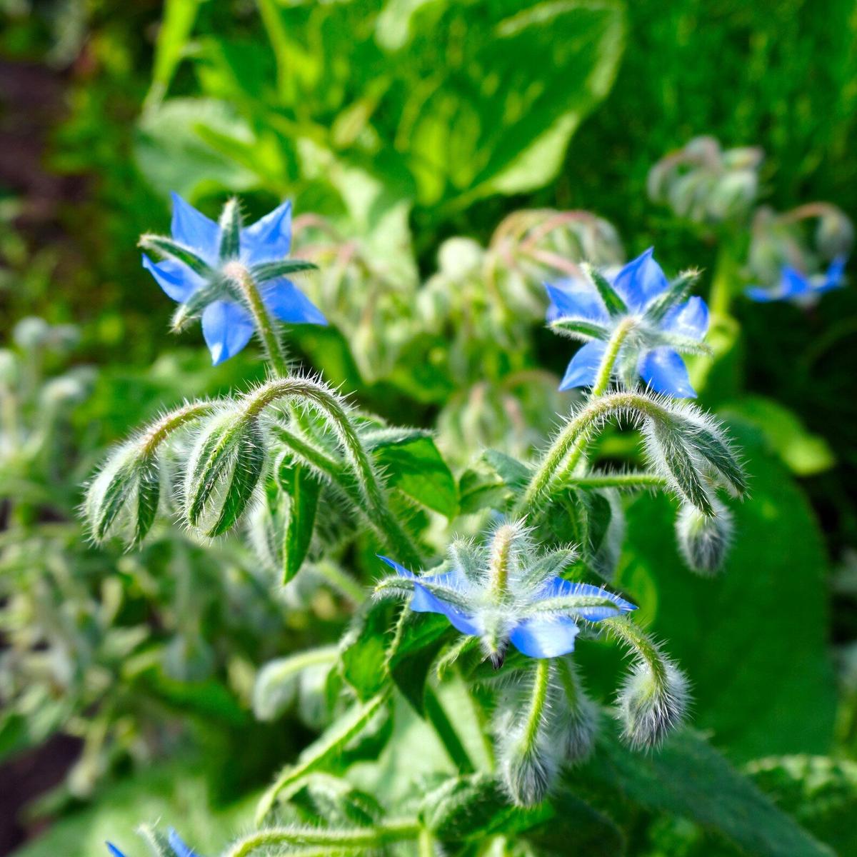 Borage (Borago officinalis) Seeds