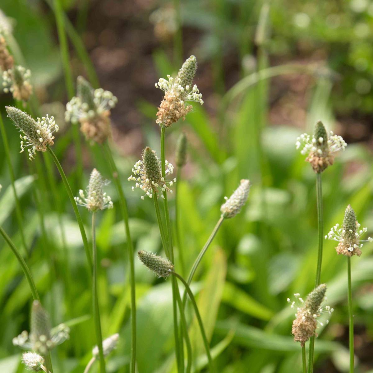 Broadleaf Plantain Herb Seeds for Planting  Heirloom, Non-GMO, Medicinal, Easy to Grow