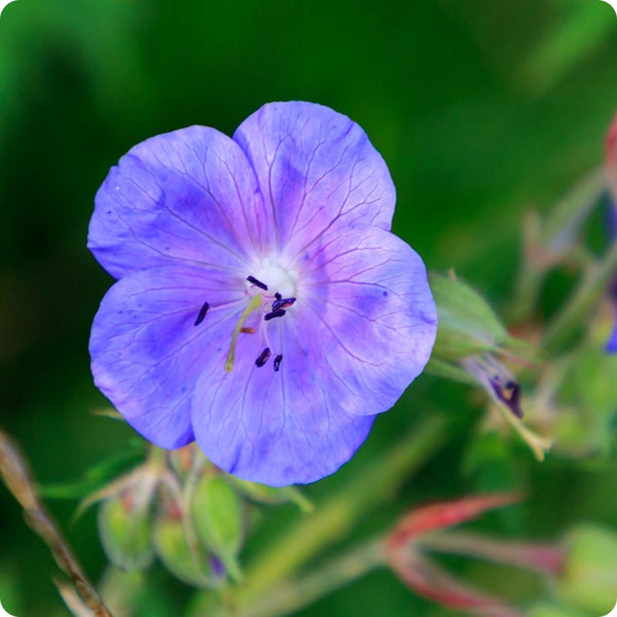 Wild Cranesbill Meadow Geranium (Geranium pratense) Seeds