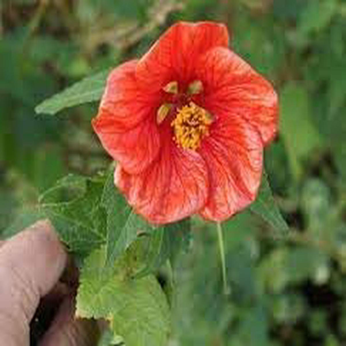 Abutilon Hybridum Flower seeds for Planting - Fragrant Blossoms, Heirloom & GMO Free Seeds for Home Garden