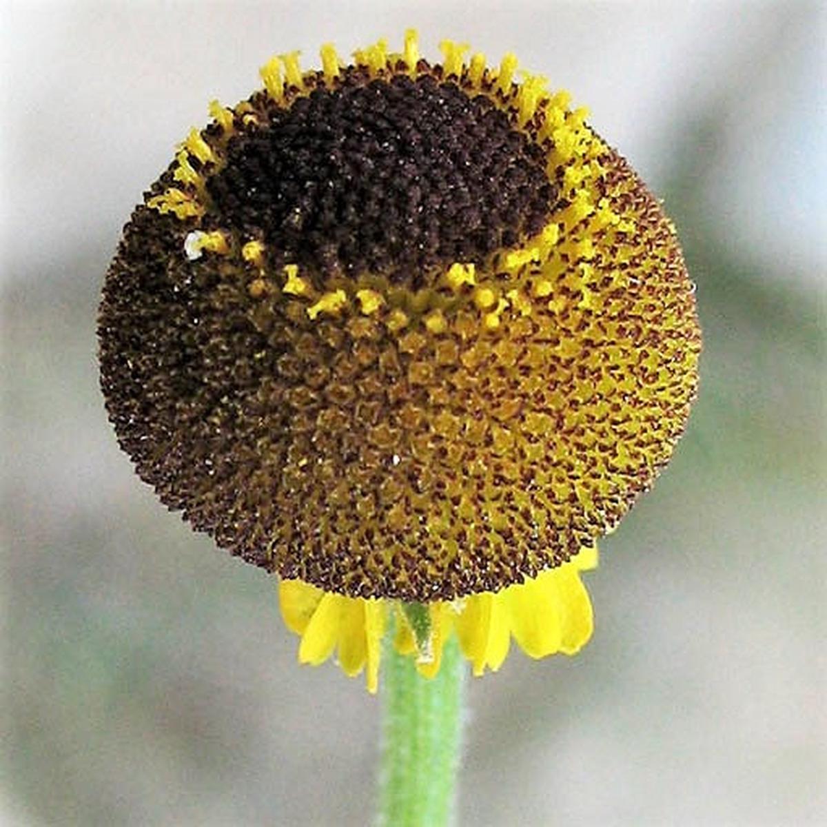 Rosilla Helenium Puberulum "Autumn Lollipop" Sneezeweed Dogtooth Daisy Helen's Flower Yellow & Red Herb Seeds