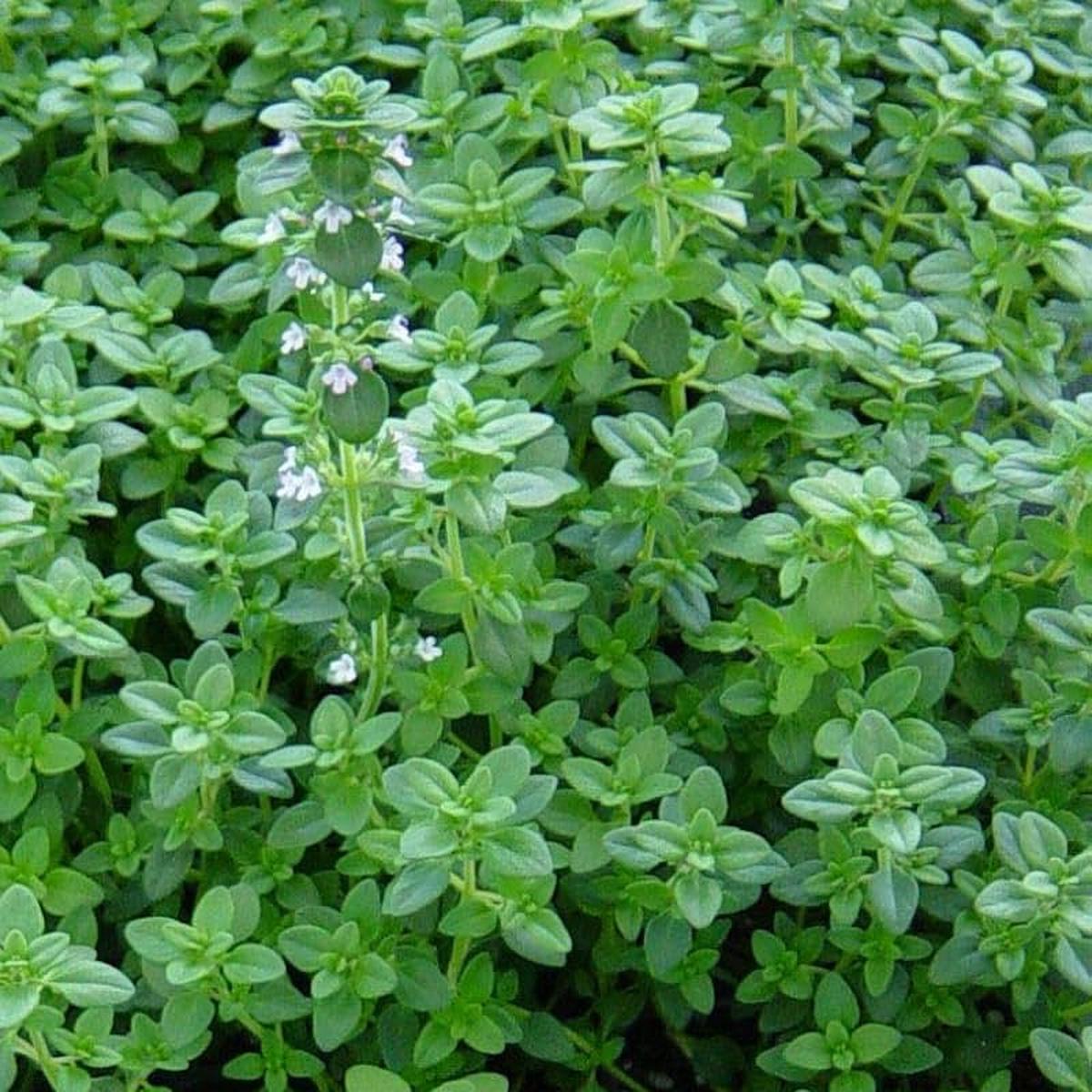 Thymus Vulgaris (Thyme) Herb Seeds for Planting  Heirloom, Non-GMO, Easy to Grow