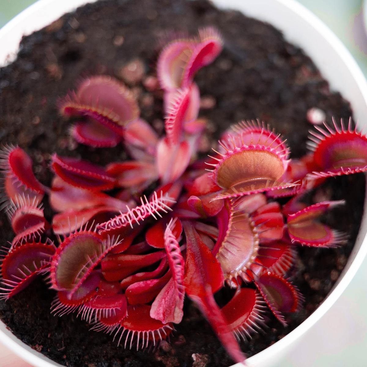 Red Venus Flytrap  Rare Carnivorous Plant | Live Dionaea Muscipula with Striking Crimson Traps