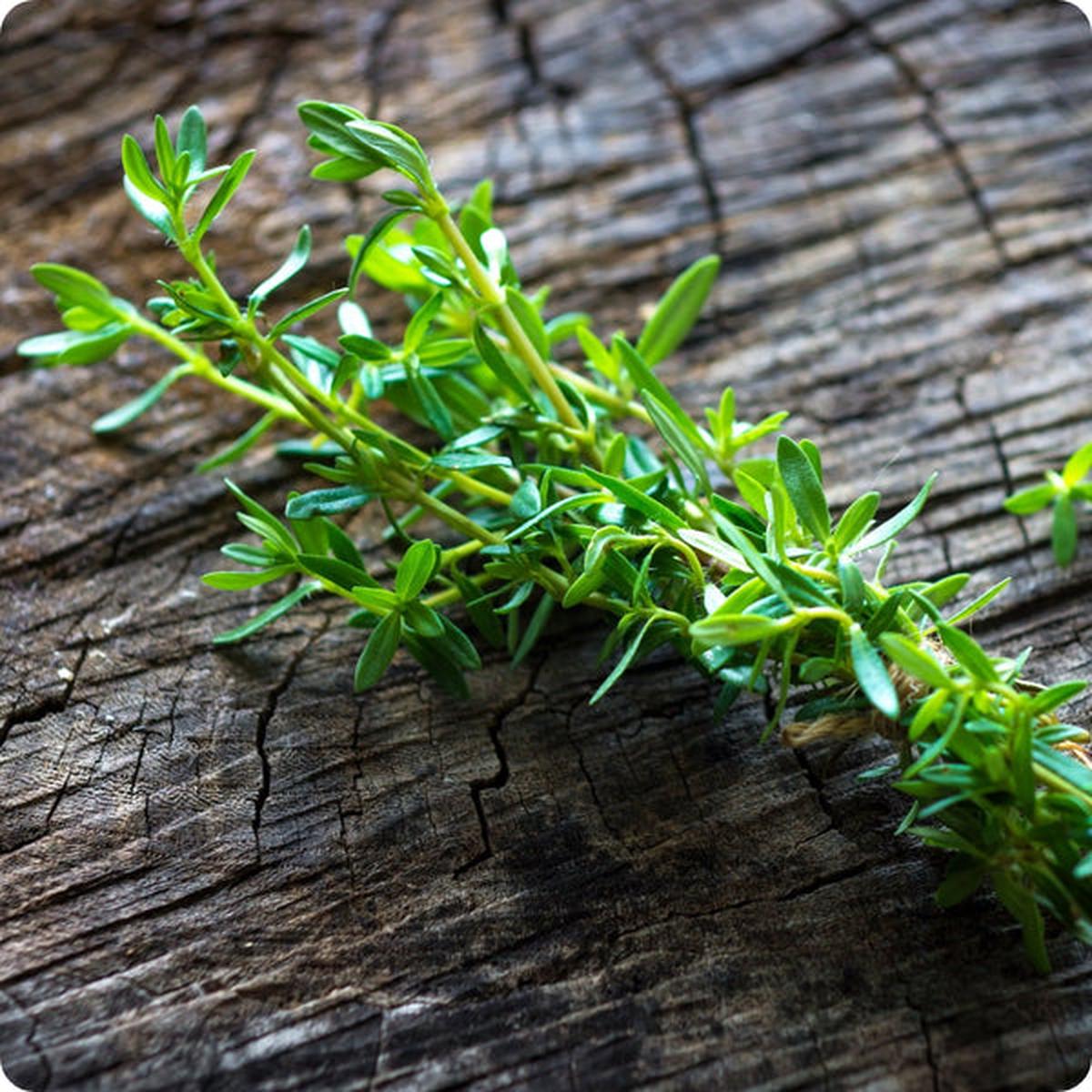Summer Savory Seeds (Satureja hortensis)