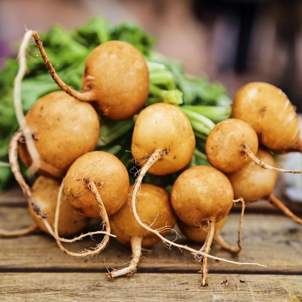 Zlata Radish Vegetable Seeds for Planting  Heirloom, Non-GMO, Fast-Growing, Cool-Season Crop