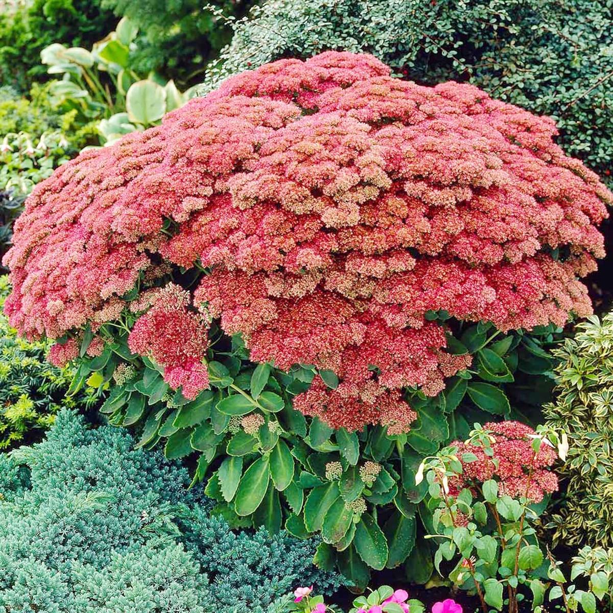 Sedum (Showy Stonecrop) Herb Seeds for Planting  Heirloom, Non-GMO, Drought-Tolerant, Perennial