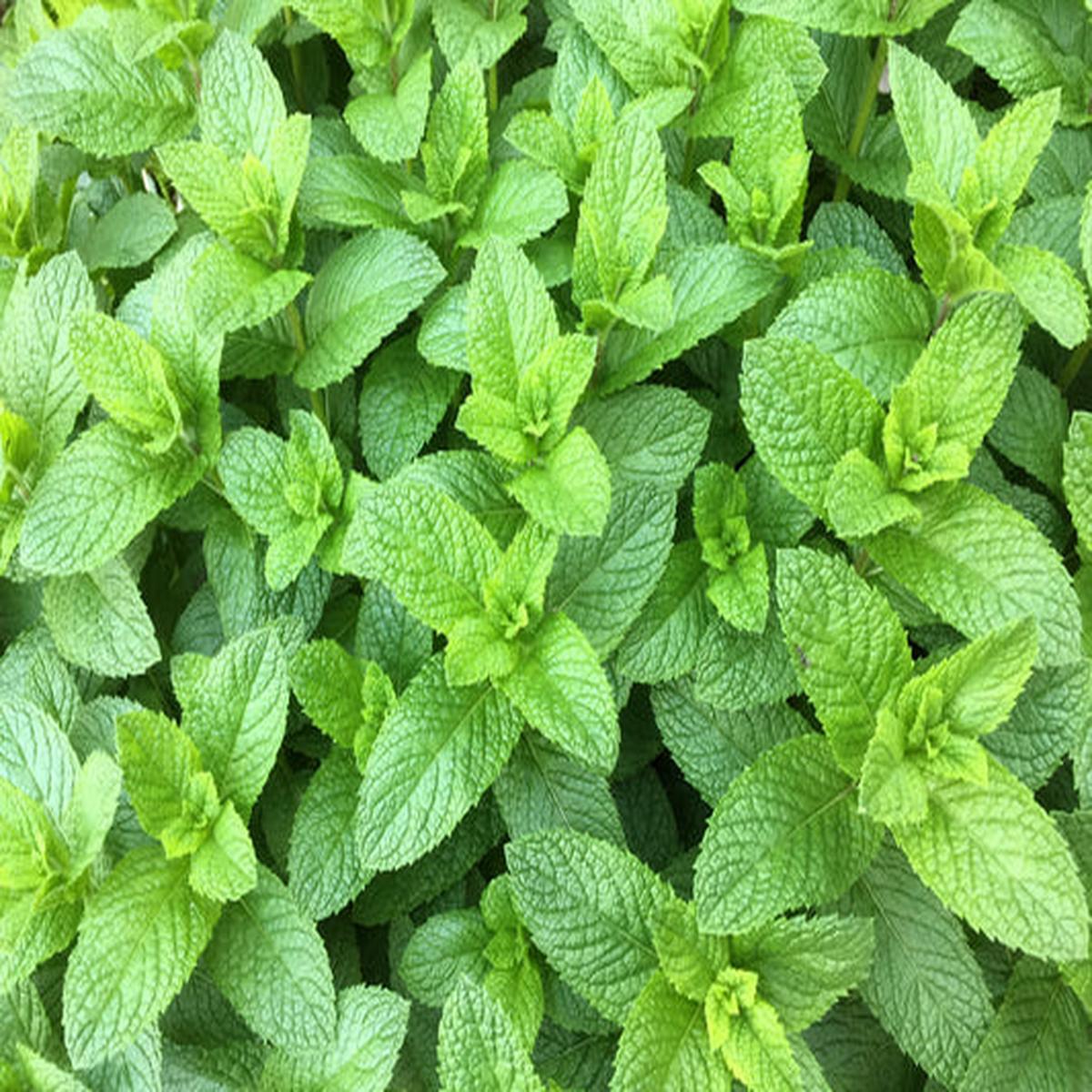 Spearmint (English Mint) (Mentha spicata) Herb Flower Seeds