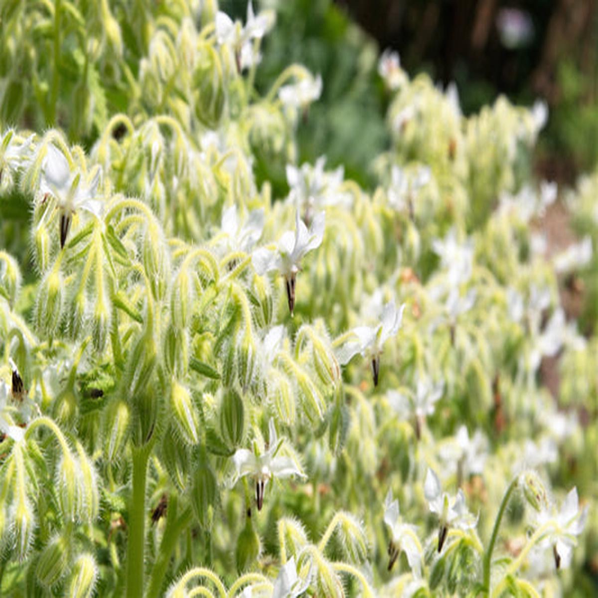 White Borage (Borago officinalis 'Bianca') Herb & Flower Seeds