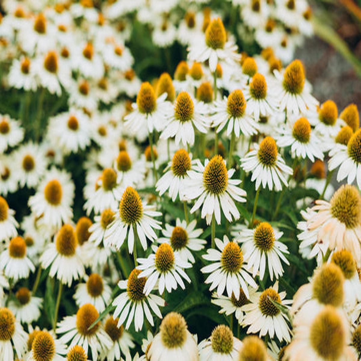 White Coneflower (Echinacea purpurea) Flower Seeds