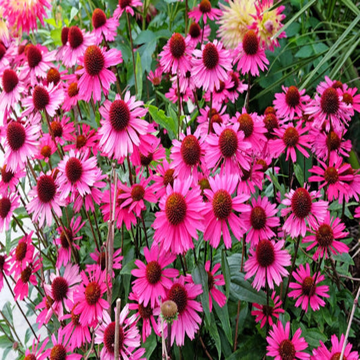 Bright Star Coneflower (Echinacea Purpurea) - Lavender Bright Rose Pink Flower Seeds