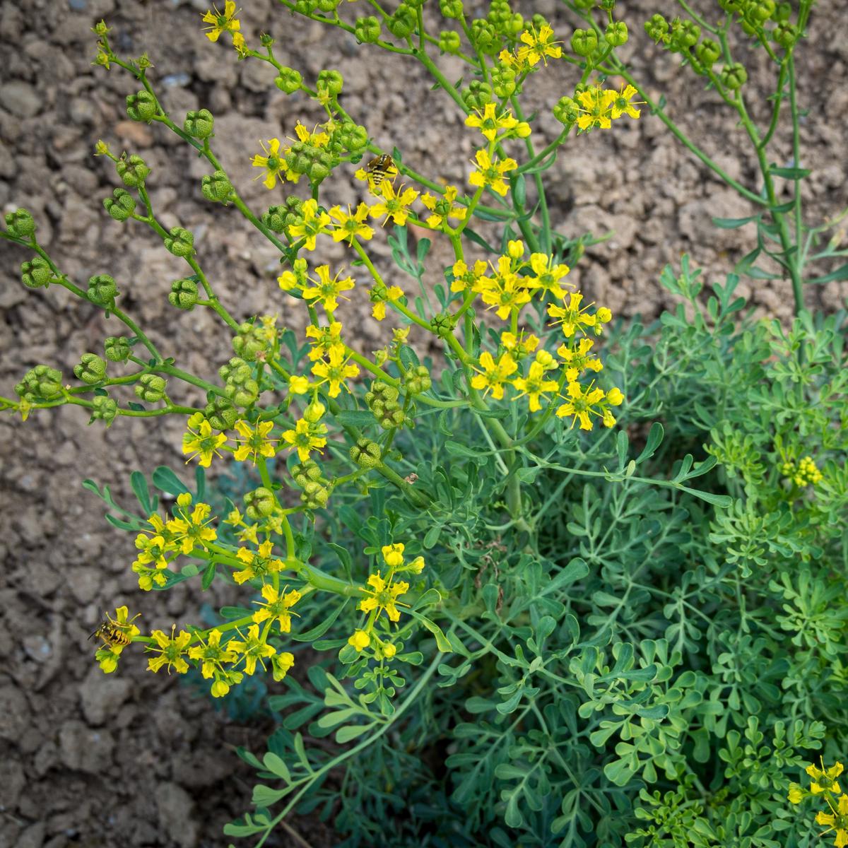 Ruta Graveolens Herb Seeds for Planting  Heirloom, Non-GMO, Easy to Grow, Perennial