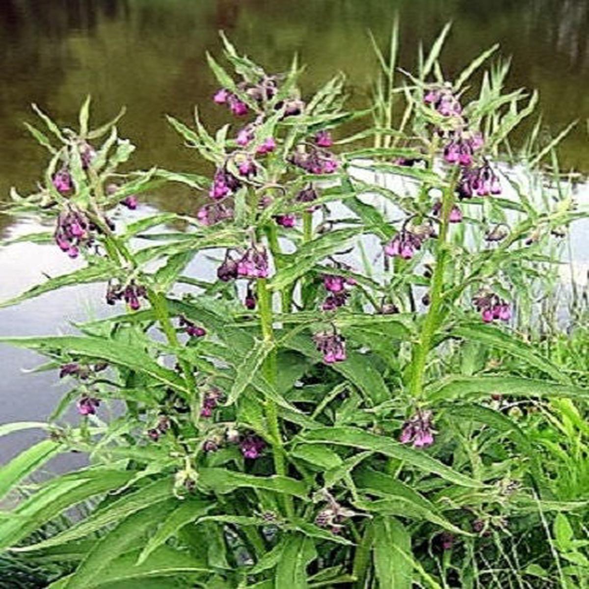 True Comfrey (Symphytum officinale) Herb Seeds - Purple Flowers