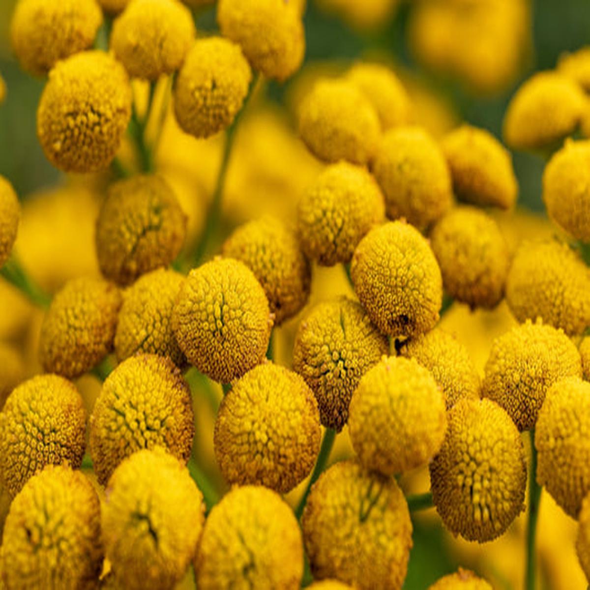 Yellow Tansy Double Golden Buttons (Tanacetum vulgare) Fern Leaf Flower Seeds
