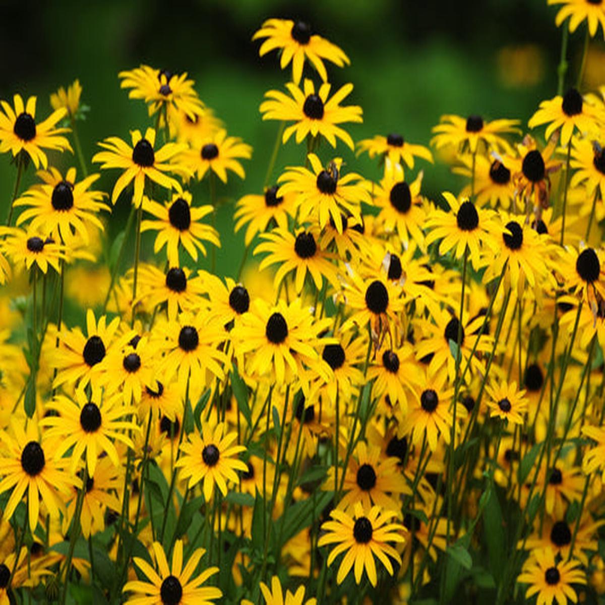 Black Eyed Susan (Rudbeckia hirta) Yellow Heirloom Native Flower Seeds
