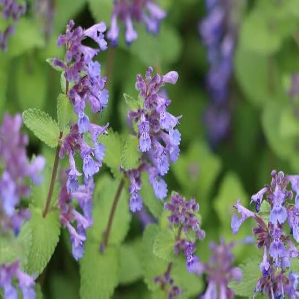 Catnip Nepeta Cataria Seeds  Perennial Herb for Bonsai and Garden