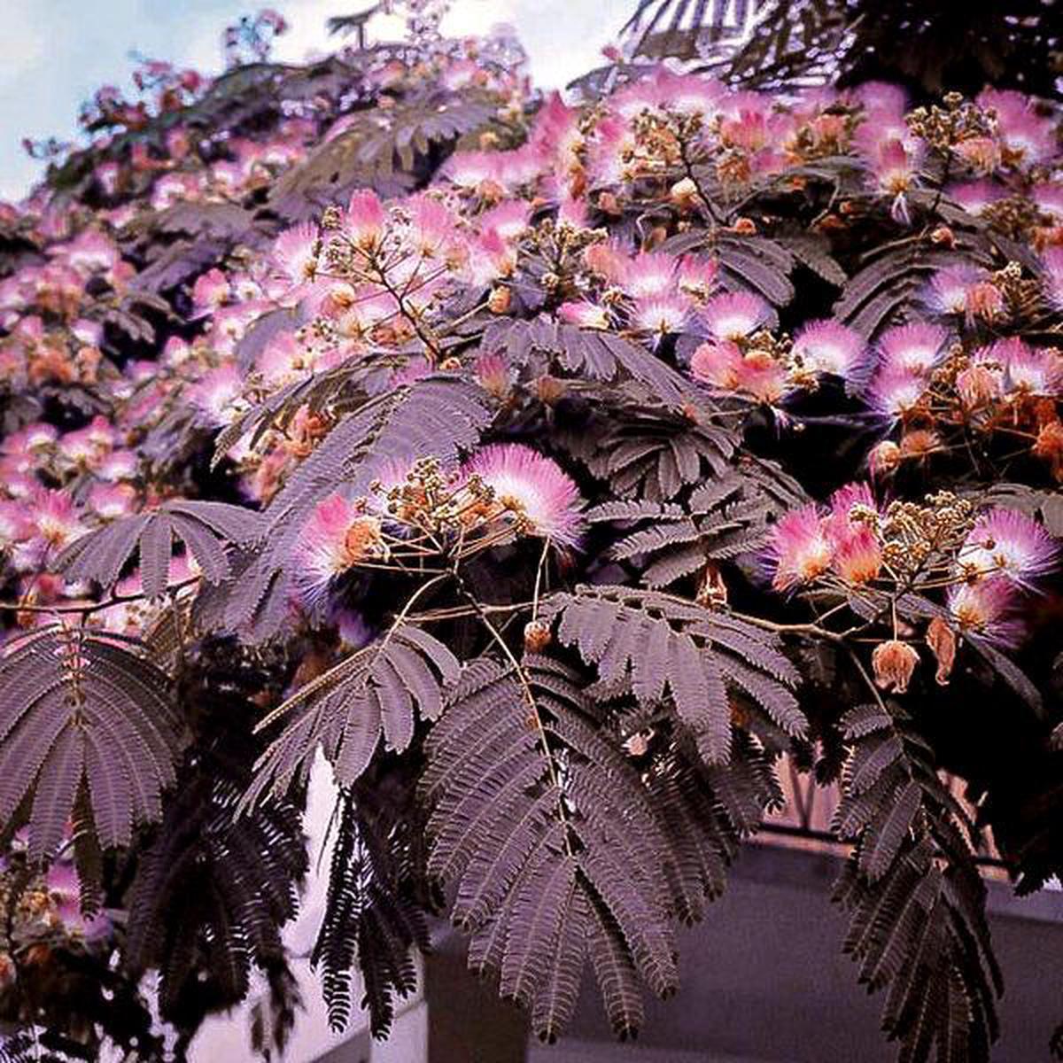 Chocolate Mimosa Herb Seeds for Planting  Heirloom, Non-GMO, Easy to Grow, Annual