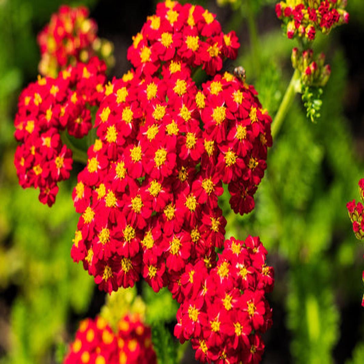 Red Yarrow (Achillea millefolium Rubra) Flower Seeds  600 Seeds