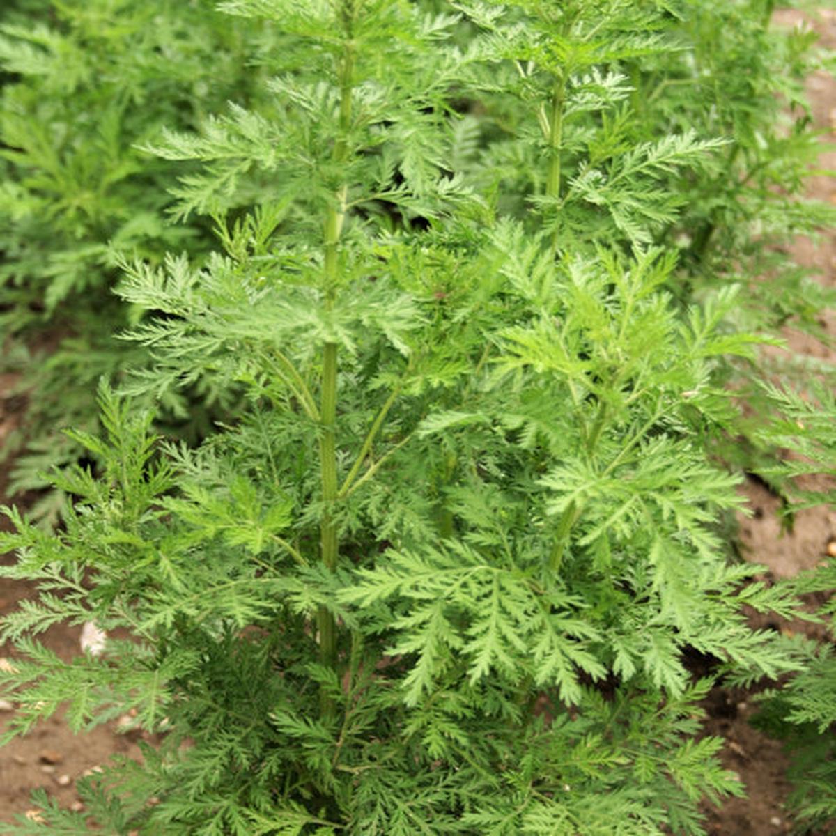 Sweet Wormwood (Artemisia Annua) Sweet Annie Mugwort Sagewort Fragrant Herb Seeds