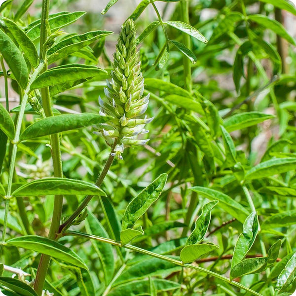 American Licorice (Glycyrrhiza lepidota) Seeds