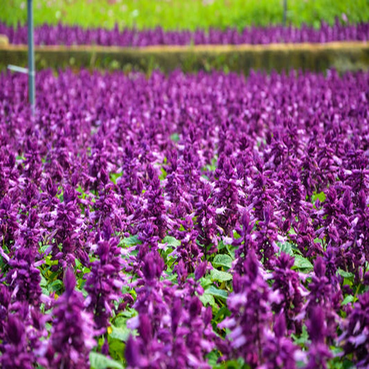 Bright Purple Salvia Splendens (Scarlet Sage) Flower Seeds