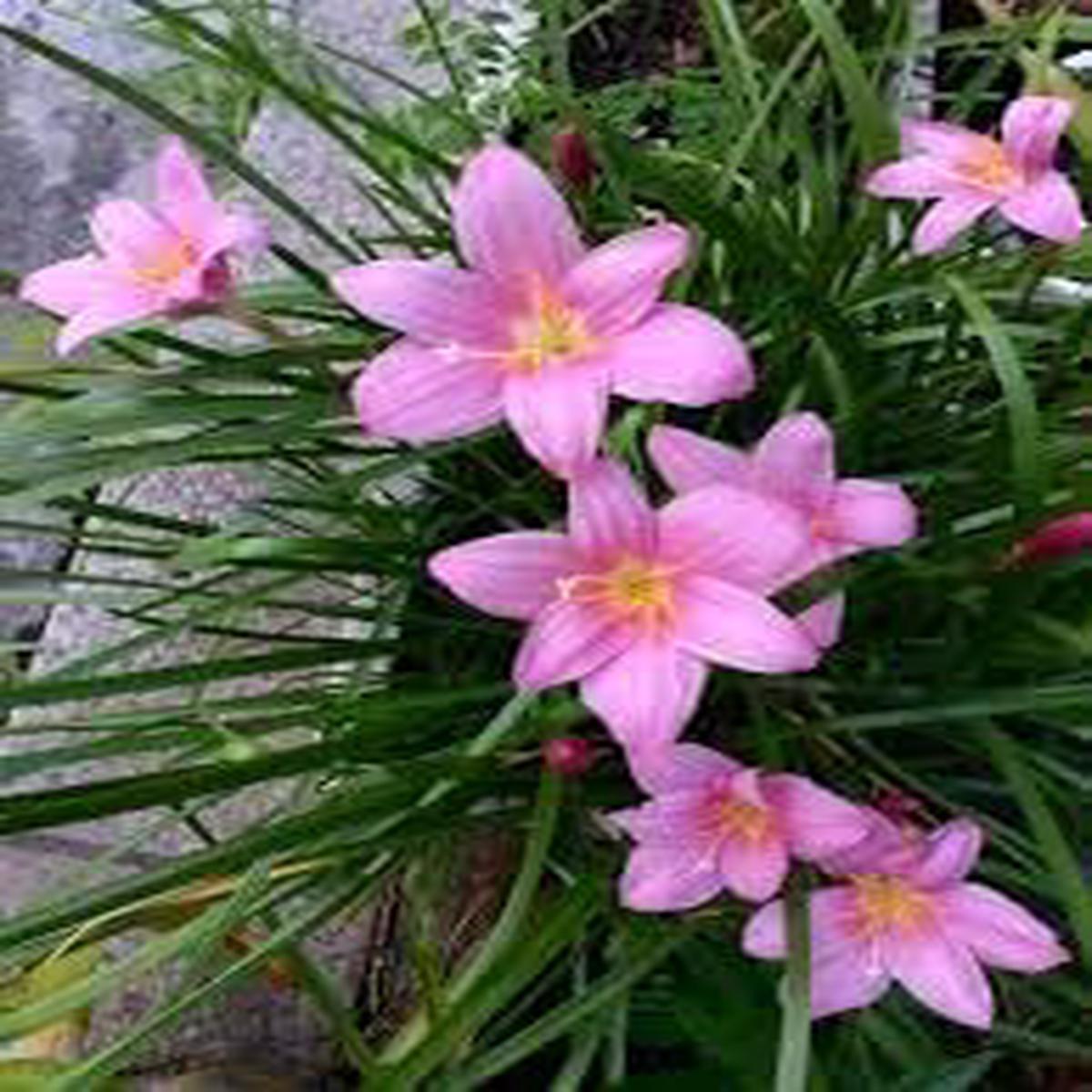 Zephyranthes Flower seeds for Planting - Cut Flower Favorite, Heirloom & GMO Free Seeds for Home Garden