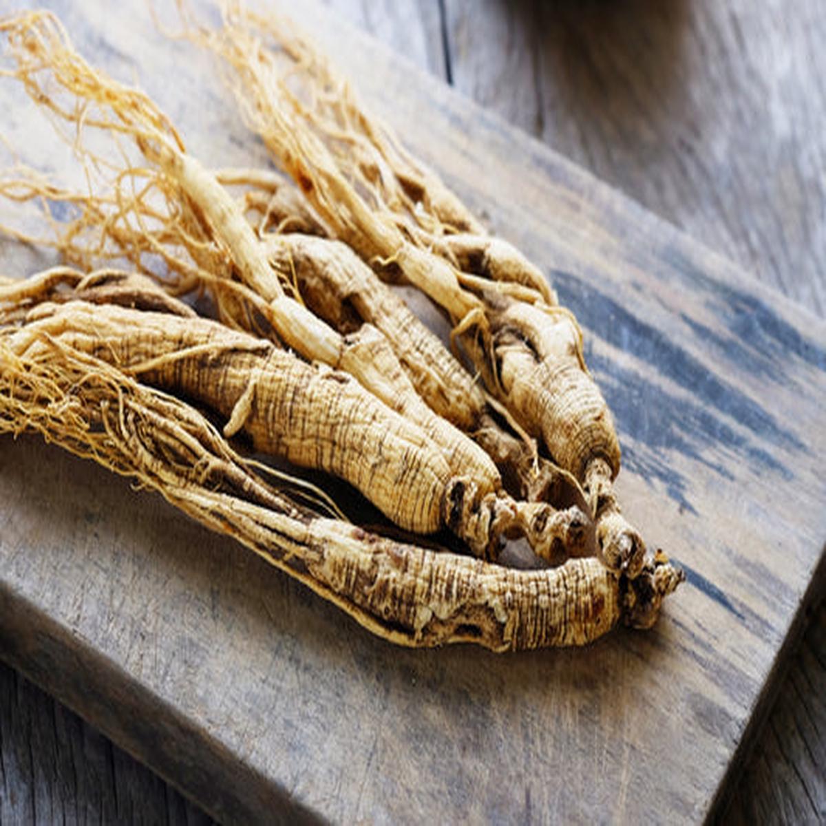 American Ginseng (Panax quinquefolius) Shade Herb Seeds