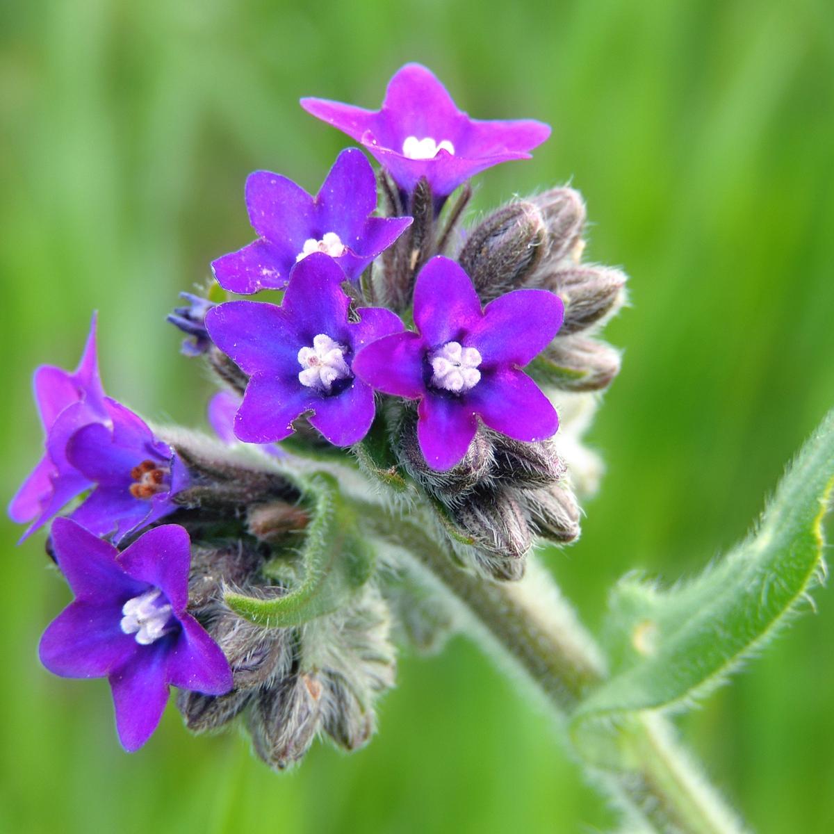 Anchusa Officinalis Herb Seeds for Planting  Heirloom, Non-GMO, Medicinal, Perennial