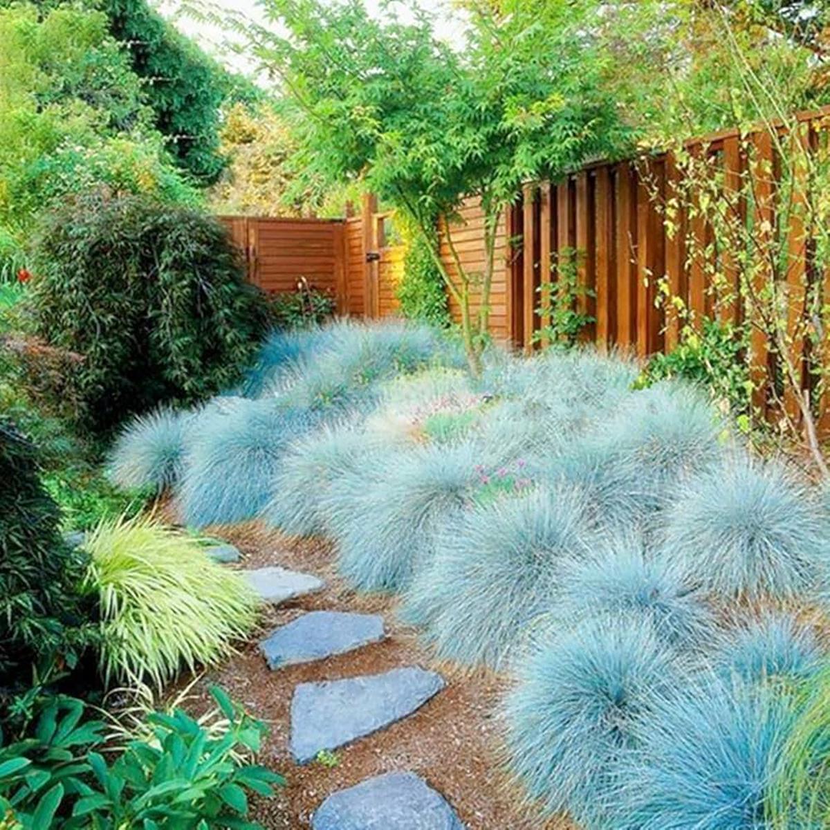 Blue Fescue Ornamental Grass Herb Seeds for Planting  Heirloom, Non-GMO, Drought-Tolerant, Perennial