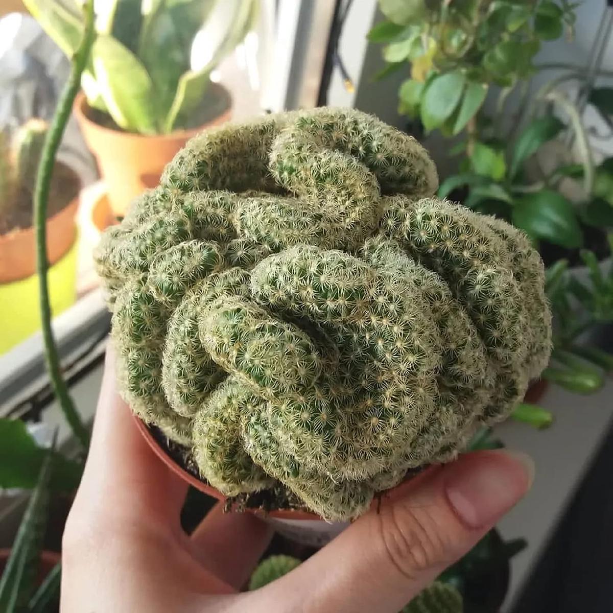 Brain Cactus Herb Seeds for Planting  Heirloom, Non-GMO, Easy to Grow, Succulent