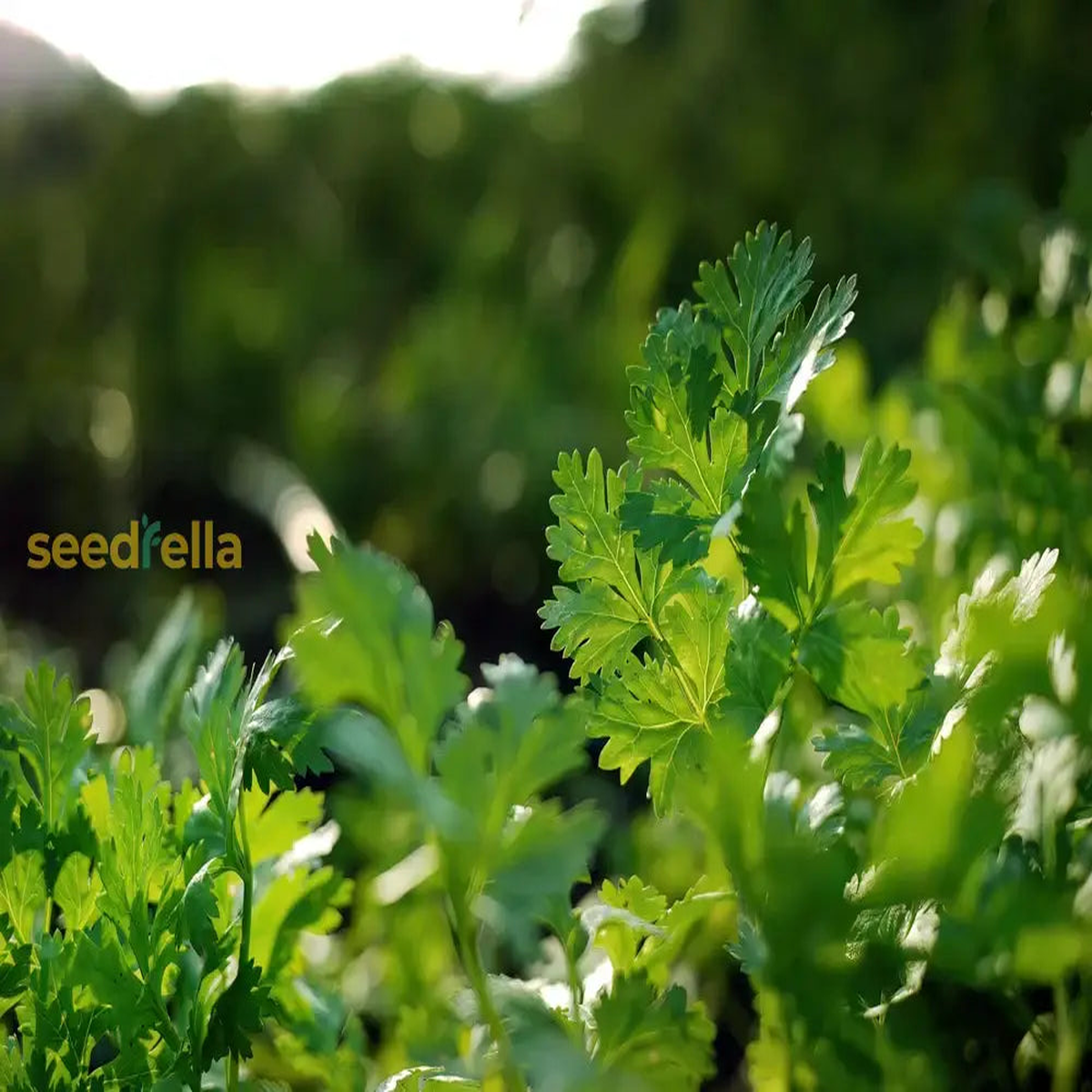 Cilantro Coriander Seeds for Planting Grow Fresh Green Herbs