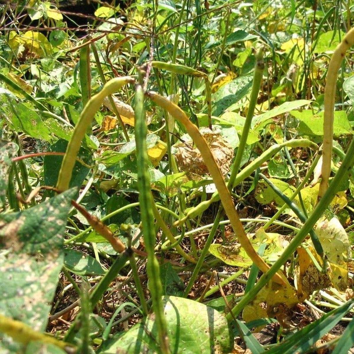 Zipper Cream Cowpea Seeds for Planting  Heirloom, Non-GMO, High Yield, Warm-Season Legume