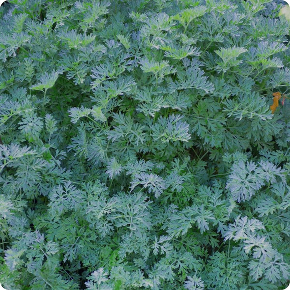 Artemisia Seeds - Wormwood (Artemisia absinthium)