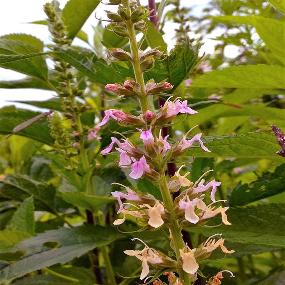 Canadian Germander (Teucrium canadense) American Wood Sage Herb Flower Seeds