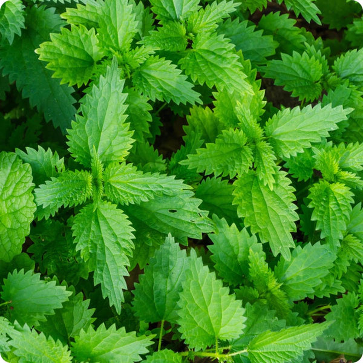 Stinging Nettle (Urtica dioica) Seeds