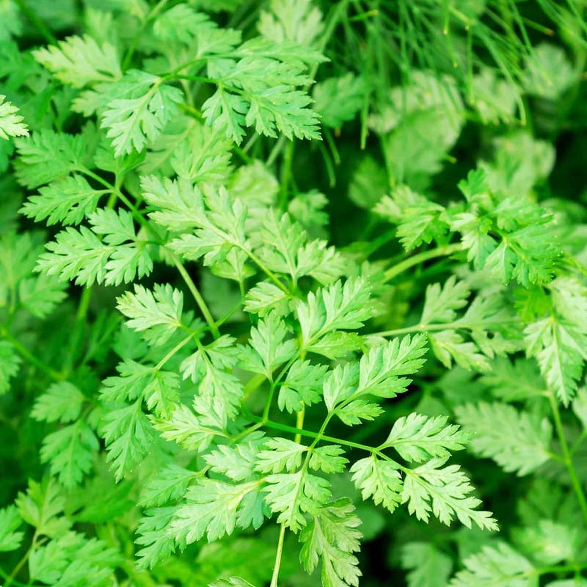Winter Chervil (Anthriscus cerefolium) Herb Seeds for Planting  Heirloom, Non-GMO, Cold-Tolerant, Biennial