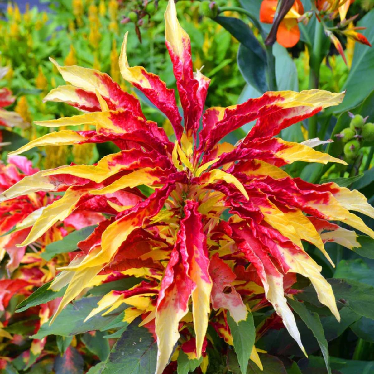 Amaranthus Perfecta (Rainbow Amaranth) Seeds for Planting  Heirloom, Non-GMO, Colorful, Ornamental