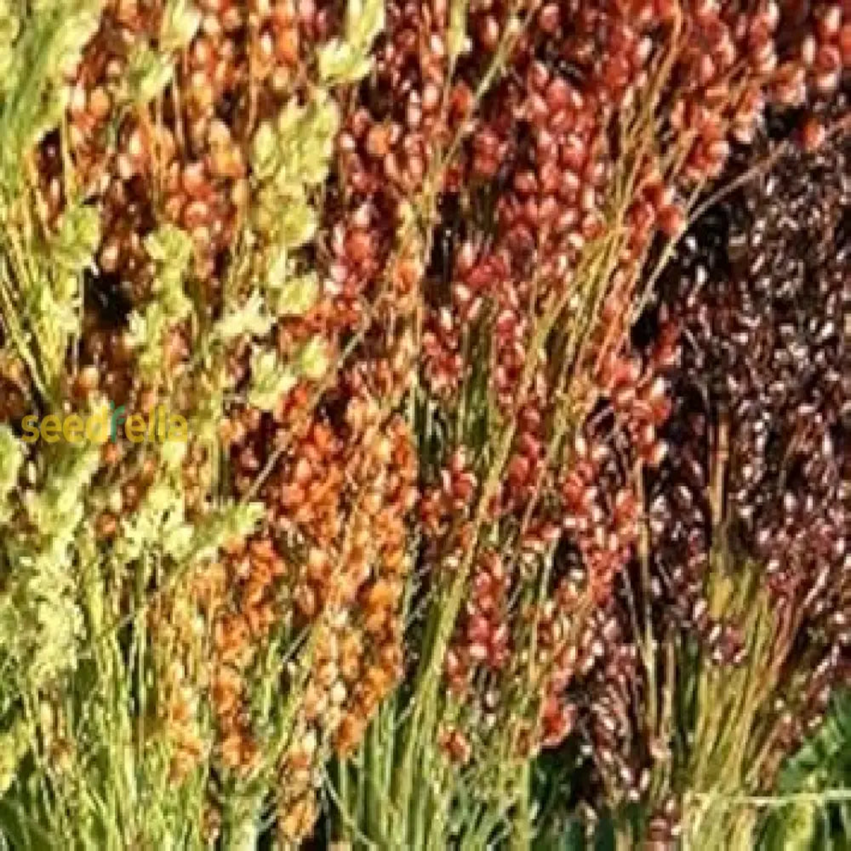 Broom Sorghum Planting Seeds | Ideal for Growing & Harvesting