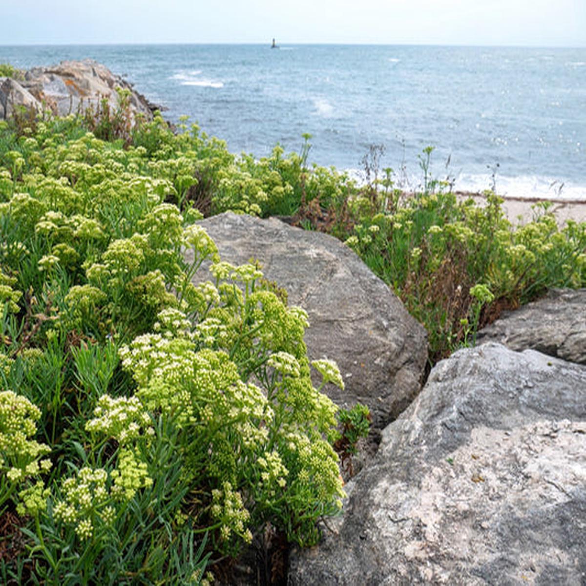 Sea Fennel (Crithmum maritimum) Rock Samphire Edible Herb Vegetable Yellow Flower Seeds