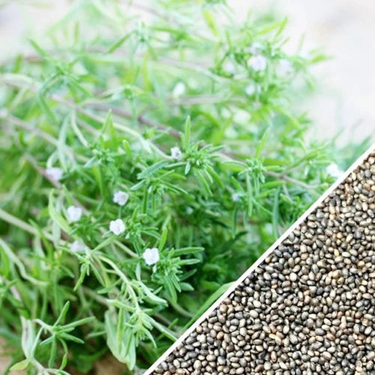 Summer Savory Herb Seeds  Heirloom, Non-GMO, Easy to Grow