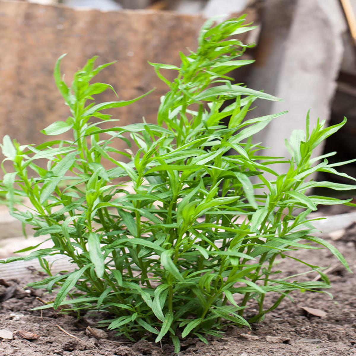 Tarragon (Artemisia dracunculus) - 100 Kitchen / Common / Dragon's Wort Herb Seeds