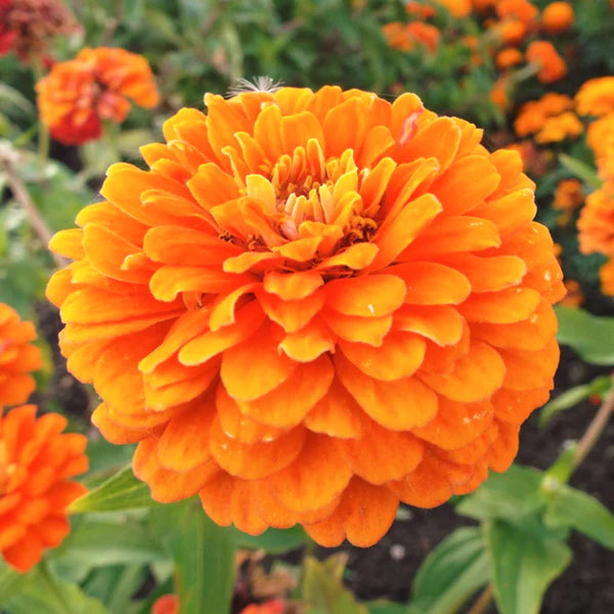 Zinnia elegans Orange Flower Seeds for Planting  Heirloom, Non-GMO, Annual Blooms, Easy to Grow