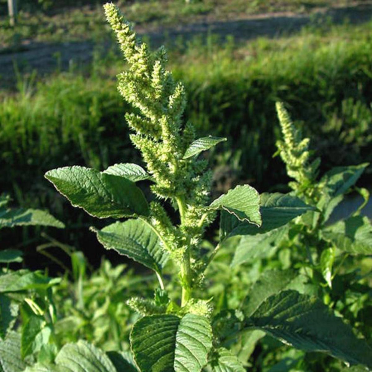 Amaranthus Retroflexus (Pigweed Amaranth) Seeds for Planting  Heirloom, Non-GMO, Hardy, Nutrient-Rich