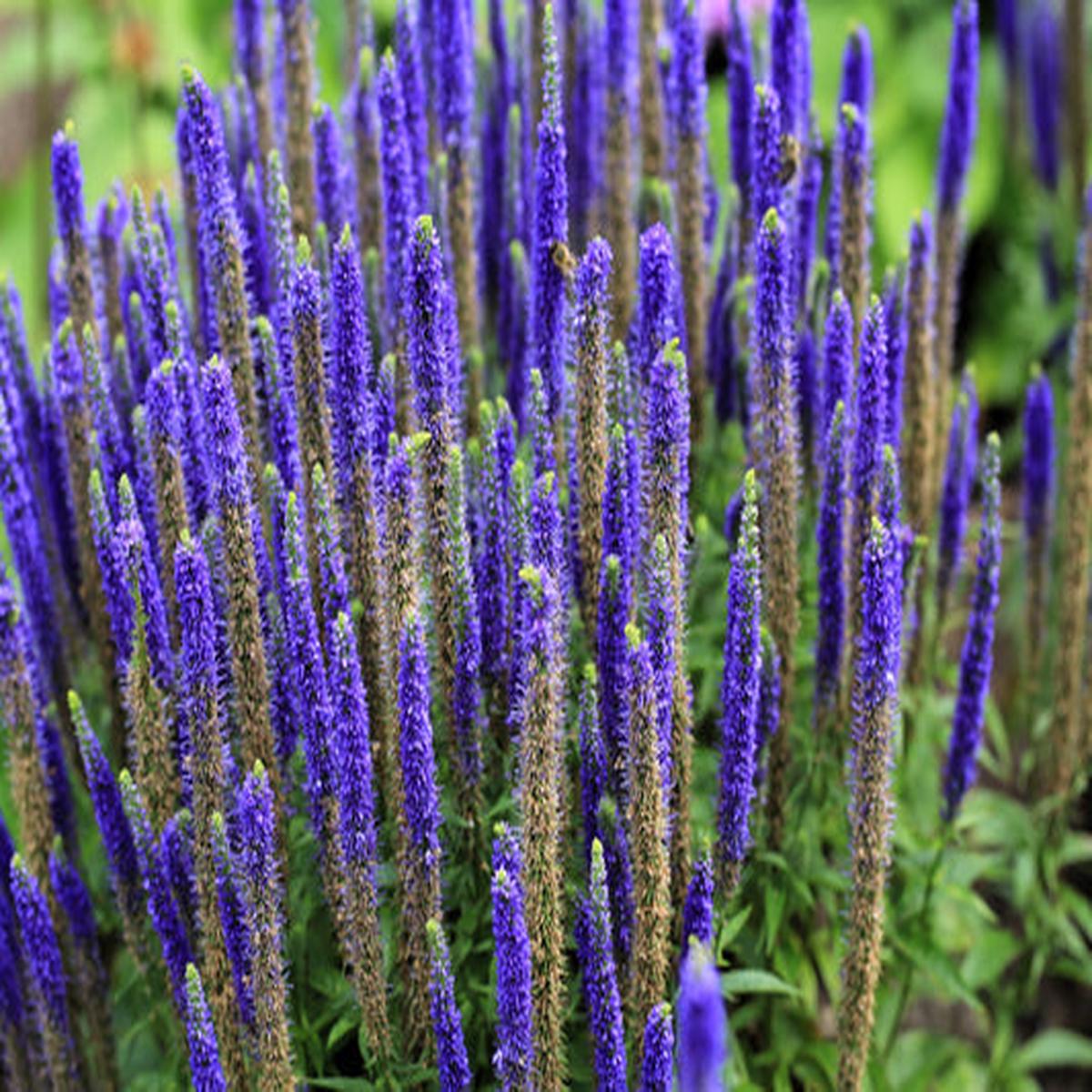 Blue Bouquet Veronica (Spicata) Spike Speedwell Herb & Flower Seeds