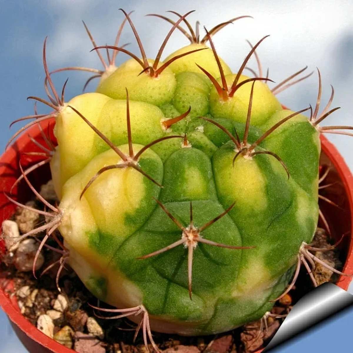Yellow Marquezii Plant Seeds Planting Hardy