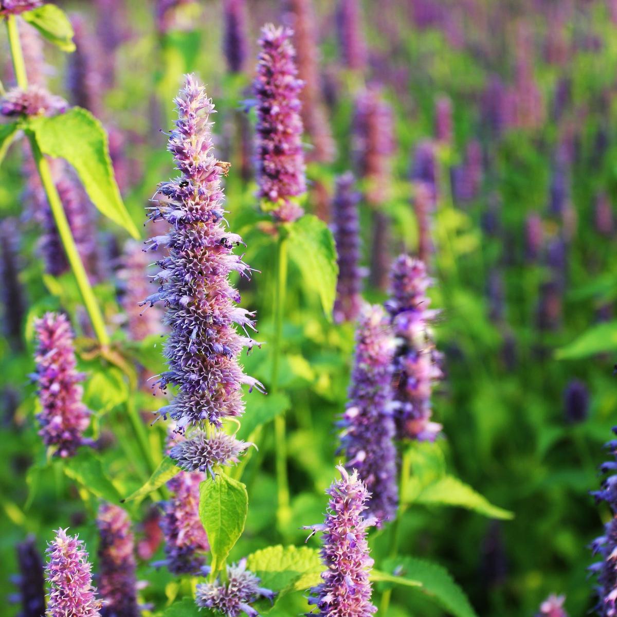 Agastache Giant Hyssop Herb Seeds for Planting  Heirloom, Non-GMO, Pollinator-Friendly, Perennial
