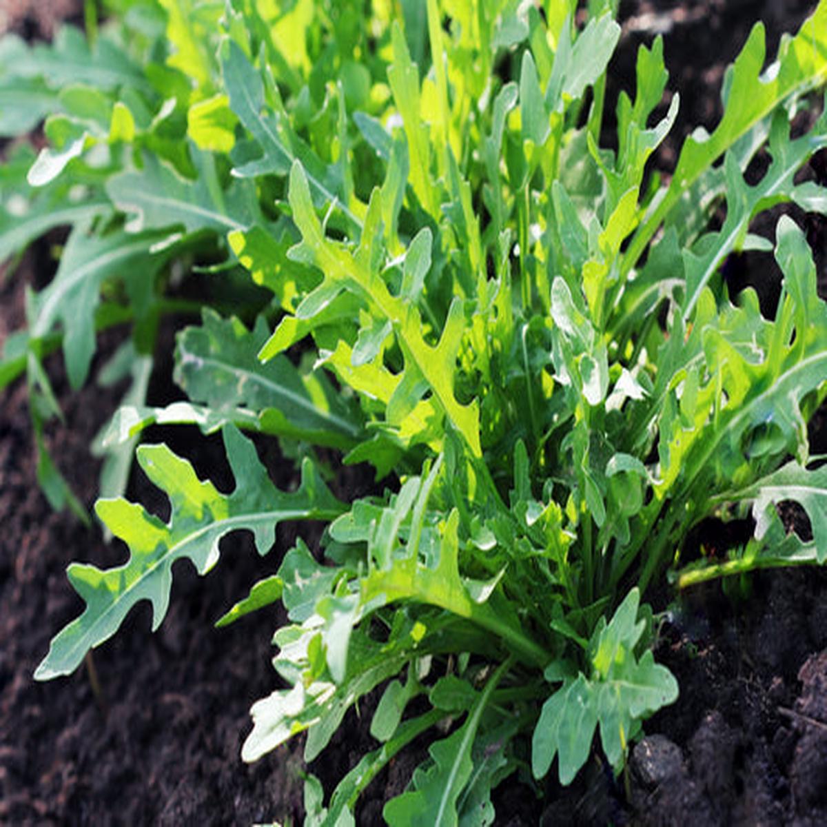 Arugula (Eruca vesicaria sativa) - Greens Vegetable Seeds